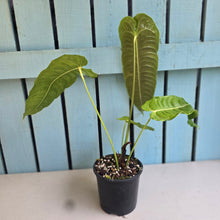 Load image into Gallery viewer, #R52 Anthurium Veitchii
