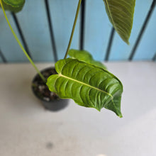 Load image into Gallery viewer, #R52 Anthurium Veitchii