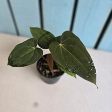 Load image into Gallery viewer, #R45 Three x Anthurium NOID