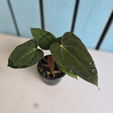 Load image into Gallery viewer, #R45 Three x Anthurium NOID