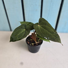 Load image into Gallery viewer, #R45 Three x Anthurium NOID