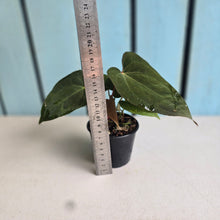 Load image into Gallery viewer, #R45 Three x Anthurium NOID