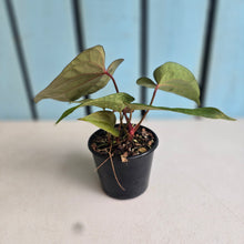 Load image into Gallery viewer, #R45 Three x Anthurium NOID