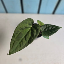 Load image into Gallery viewer, #RD51 Anthurium Papillilaminum x (Luxurians x Radicans)