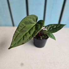 Load image into Gallery viewer, #RD51 Anthurium Papillilaminum x (Luxurians x Radicans)