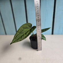 Load image into Gallery viewer, #RD51 Anthurium Papillilaminum x (Luxurians x Radicans)