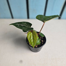 Load image into Gallery viewer, #RD51 Anthurium Papillilaminum x (Luxurians x Radicans)