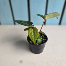 Load image into Gallery viewer, #RD51 Anthurium Papillilaminum x (Luxurians x Radicans)
