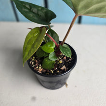 Load image into Gallery viewer, #RD51 Anthurium Papillilaminum x (Luxurians x Radicans)