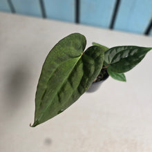 Load image into Gallery viewer, #RD51 Anthurium Papillilaminum x (Luxurians x Radicans)