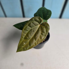 Load image into Gallery viewer, #D77 Anthurium Papillilaminum x (Luxurians x Radicans)