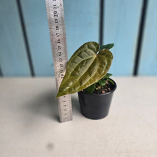 Load image into Gallery viewer, #D77 Anthurium Papillilaminum x (Luxurians x Radicans)