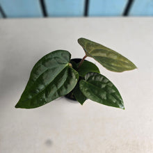 Load image into Gallery viewer, #D77 Anthurium Papillilaminum x (Luxurians x Radicans)