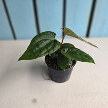 Load image into Gallery viewer, #D77 Anthurium Papillilaminum x (Luxurians x Radicans)