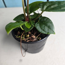 Load image into Gallery viewer, #D77 Anthurium Papillilaminum x (Luxurians x Radicans)