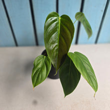 Load image into Gallery viewer, #RD38 Philodendron Esmeraldense