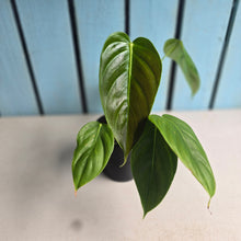 Load image into Gallery viewer, #RD38 Philodendron Esmeraldense