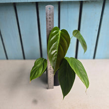 Load image into Gallery viewer, #RD38 Philodendron Esmeraldense