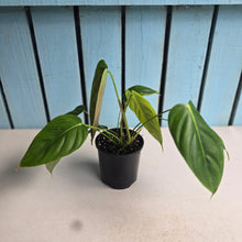 Load image into Gallery viewer, #RD38 Philodendron Esmeraldense