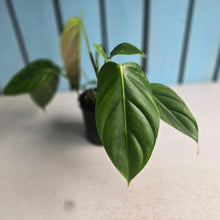 Load image into Gallery viewer, #RD38 Philodendron Esmeraldense