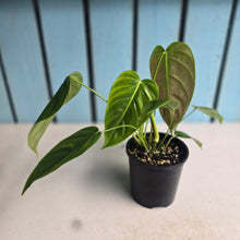 Load image into Gallery viewer, #RD38 Philodendron Esmeraldense
