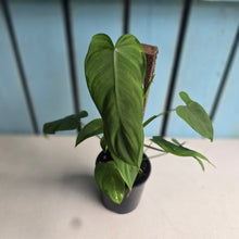 Load image into Gallery viewer, #D26 Philodendron Tenue