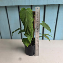 Load image into Gallery viewer, #D26 Philodendron Tenue