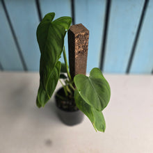 Load image into Gallery viewer, #D26 Philodendron Tenue