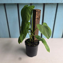 Load image into Gallery viewer, #D26 Philodendron Tenue