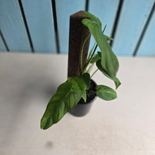Load image into Gallery viewer, #D26 Philodendron Tenue