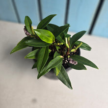 Load image into Gallery viewer, #RB8 Anthurium Scandens
