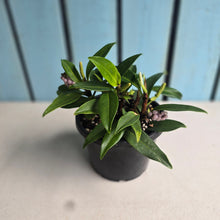 Load image into Gallery viewer, #RB8 Anthurium Scandens