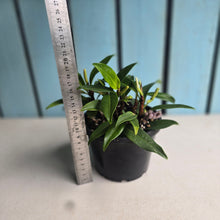 Load image into Gallery viewer, #RB8 Anthurium Scandens