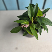 Load image into Gallery viewer, #RB8 Anthurium Scandens