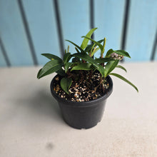 Load image into Gallery viewer, #RB8 Anthurium Scandens