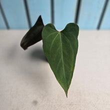 Load image into Gallery viewer, #RA13 Anthurium NOID x Warocqueanum