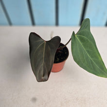 Load image into Gallery viewer, #RA13 Anthurium NOID x Warocqueanum