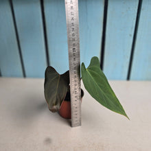 Load image into Gallery viewer, #RA13 Anthurium NOID x Warocqueanum