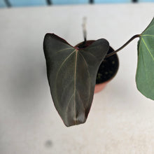 Load image into Gallery viewer, #RA13 Anthurium NOID x Warocqueanum