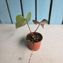 Load image into Gallery viewer, #RA13 Anthurium NOID x Warocqueanum