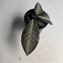 Load image into Gallery viewer, #RD47 Labisia sp.