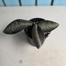 Load image into Gallery viewer, #RD47 Labisia sp.