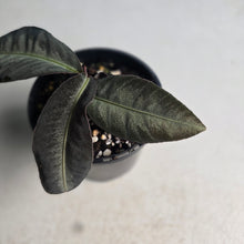 Load image into Gallery viewer, #RD47 Labisia sp.