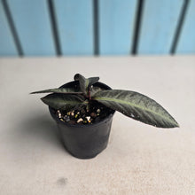 Load image into Gallery viewer, #RD47 Labisia sp.