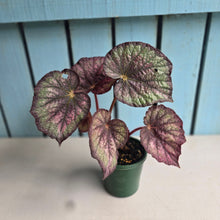 Load image into Gallery viewer, #D15 Begonia Unknown