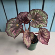 Load image into Gallery viewer, #D15 Begonia Unknown