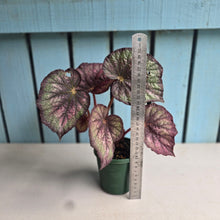 Load image into Gallery viewer, #D15 Begonia Unknown