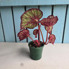 Load image into Gallery viewer, #D15 Begonia Unknown