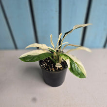 Load image into Gallery viewer, #RD13 Spathiphyllum 'Monet' - Miniature
