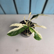 Load image into Gallery viewer, #RD13 Spathiphyllum 'Monet' - Miniature